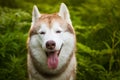 Close-up Portrait of happy beautiful beige and white siberian husky dog with brown eyes sitting in green grass at sunset Royalty Free Stock Photo