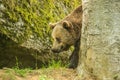 Close up portrait of old brown bear Royalty Free Stock Photo