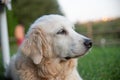 Close up portrait of an old golden retriever