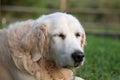 Close up portrait of an old golden retriever with closed eyes
