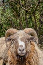 Close-up portrait of an old ram Royalty Free Stock Photo