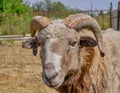 Close-up portrait of an old ram Royalty Free Stock Photo