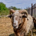 Close-up portrait of an old ram Royalty Free Stock Photo