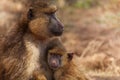 Olive Baboon mother with baby, Kenya, Africa