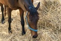 Close-up Portrait of one beautiful breeding brown horse eating hay. Feeding of riding horses