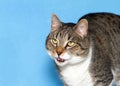 Portrait of a grey and white tabby cat on blue background meowing Royalty Free Stock Photo