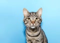 Close up portrait of one black and grey striped tabby cat Royalty Free Stock Photo