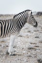 Close up portrait of one Burchell`s zebra Equus quagga burchellii, walking on stony ground, Etosha National Park, Namibia, Royalty Free Stock Photo