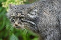 Close up portrait of manul Pallas cat Royalty Free Stock Photo