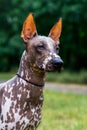 Close up portrait One Mexican hairless dog xoloitzcuintle, Xolo on a background of green grass and trees in the park