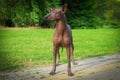 Close up portrait One Mexican hairless dog xoloitzcuintle, Xolo in full growth ion a background of green grass and trees in the