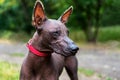 Close up portrait One Mexican hairless dog xoloitzcuintle, Xolo in a red collar on a background of green grass and trees in the