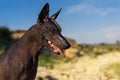 Close up portrait One Mexican hairless dog xoloitzcuintle, Xolo stands at sunset against a background of blue sky