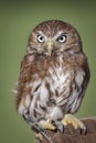 close up portrait of a ferruginous pygmy owl