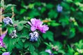 A close up portrait of an open purple flower next to some withered ones of a hibiscus syriacus bush in a garden. It is also called Royalty Free Stock Photo