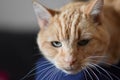 Close Up Portrait of Adult Tabby Cat Face Royalty Free Stock Photo