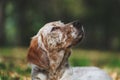 Close Up Portrait Of Orange Belton English Setter Dog, 7 months old