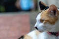 Close up portrait orange cat is sit on a concrete floor outside the house Royalty Free Stock Photo