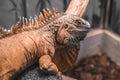 Close-up portrait of  an orange colored male Green iguana Iguana iguana  also known as the American iguana Royalty Free Stock Photo