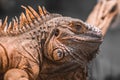 Close-up portrait of  an orange colored male Green iguana Iguana iguana Royalty Free Stock Photo