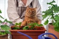 A red cat in the arms of a florist plants flowers in a flowerpot. Close-up portrait of an orange furry cat planting