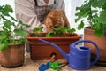 A red cat in the arms of a florist plants flowers in a flowerpot. Close-up portrait of an orange furry cat planting