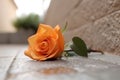 Close-up portrait of Orange rose far away the white wall