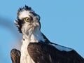 Close up Portrait of Osprey Royalty Free Stock Photo