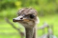 Portrait of an ostrich Royalty Free Stock Photo