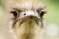 Close-up portrait of ostrich