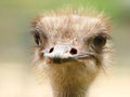 Close-up portrait of ostrich Royalty Free Stock Photo