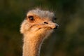 Close-up portrait of an ostrich, South Africa