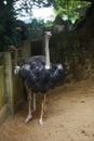 Close-up portrait of an ostrich in Dehiwala Zoo Garden