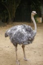 Close-up portrait of an ostrich in Dehiwala Zoo Garden