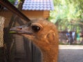 Close up portrait of an ostrich with a green grass in its beak, Struthio camelus female head and neck Royalty Free Stock Photo