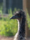 Close-up portrait of an ostrich looking to the left