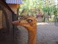 Close up portrait of an ostrich rolled its eyes, Struthio camelus female head and neck in the bird yard Royalty Free Stock Photo