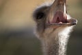 Close up portrait of ostrich screaming