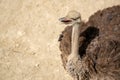 Close-up portrait of an ostrich on a sunny day Royalty Free Stock Photo