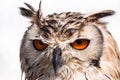 Close up portrait of an owl Royalty Free Stock Photo