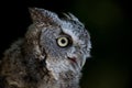 Eastern Screech Owl portrait against black background Royalty Free Stock Photo