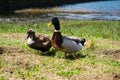 Close up portrait of a pair of mallard ducks Anas platyrhynchos Royalty Free Stock Photo