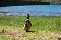 Close up portrait of a pair of mallard ducks Anas platyrhynchos Royalty Free Stock Photo