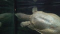 Close-up portrait of pale softshell turtle swimming in aquarium. Magnificent exotic reptilia moving from one wall to