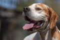 Close up portrait of a panting pointer dog