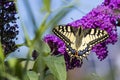 A close up portrait of a papilio machaon or otherwise now as the queen page butterfly