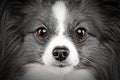 Close-up portrait of a papillon breed dog Royalty Free Stock Photo