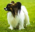 Close-up portrait of a papillon dog. A small white and red papillon dog Royalty Free Stock Photo