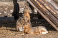 Close-up portrait of Patagonian mara Dolichotis patagonum