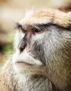 Close up portrait of Patas monkey (Erythrocebus patas)